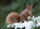 1) Red Squirrel.jpg